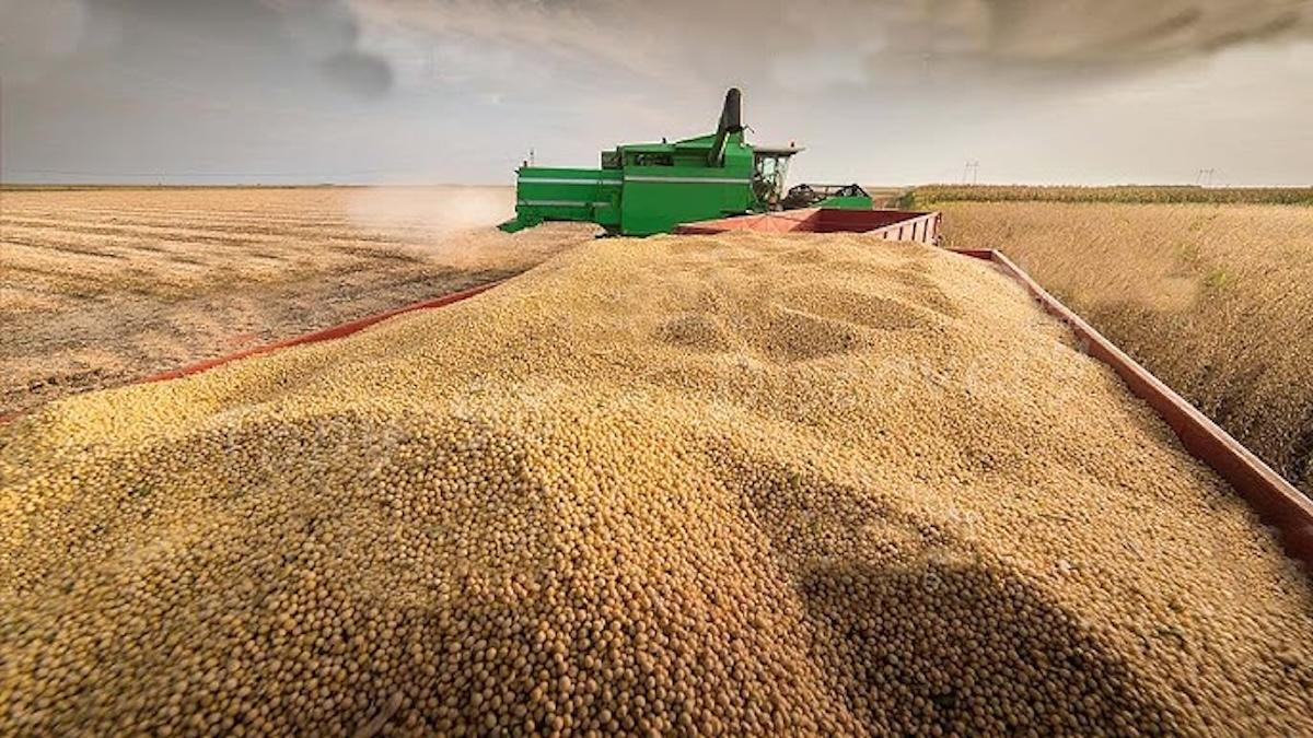 Rephrased: China halts US soybean imports to hit Trump’s MAGA supporters